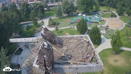 Coeur d'Alene Idaho Osprey Nest Live Cam - Aug 12, 2026, 3:18pm PDT