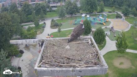 Coeur d'Alene Idaho Osprey Nest Live Cam - Aug 21, 2026, 5:08pm PDT