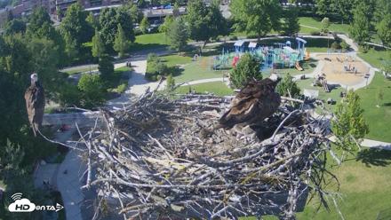 Coeur d'Alene Idaho Osprey Nest Live Cam - Jun 13, 2026, 5:23pm PDT