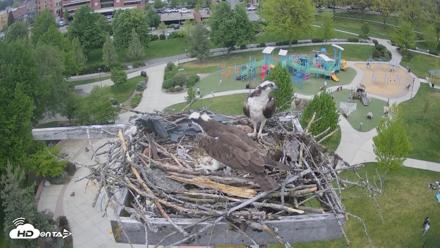 Coeur d'Alene Idaho Osprey Nest Live Cam - May 8, 2026, 1:45pm PDT