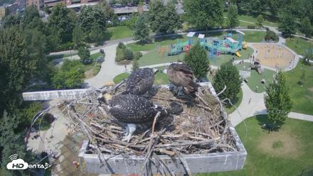 Coeur d'Alene Idaho Osprey Nest Live Cam - Jul 25, 2026, 1:33pm PDT