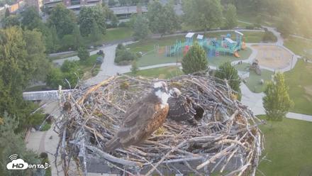 Coeur d'Alene Idaho Osprey Nest Live Cam - Jul 13, 2026, 5:42am PDT