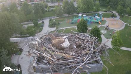 Coeur d'Alene Idaho Osprey Nest Live Cam - Jun 2, 2026, 8:38pm PDT