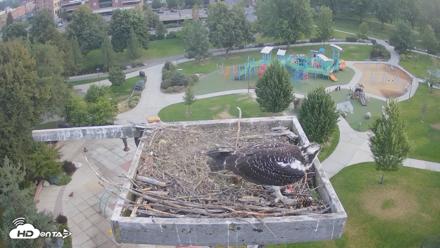 Coeur d'Alene Idaho Osprey Nest Live Cam - Aug 16, 2026, 6:20am PDT