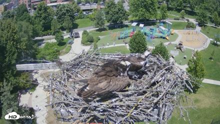 Coeur d'Alene Idaho Osprey Nest Live Cam - Jun 13, 2026, 1:21pm PDT