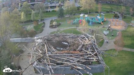 Coeur d'Alene Idaho Osprey Nest Live Cam - Apr 28, 2026, 7:14pm PDT