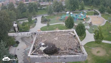 Coeur d'Alene Idaho Osprey Nest Live Cam - Aug 18, 2026, 8:01pm PDT