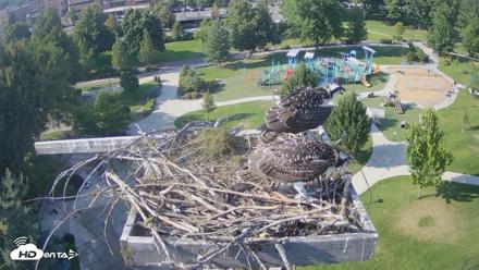 Coeur d'Alene Idaho Osprey Nest Live Cam - Jul 24, 2026, 5:19pm PDT