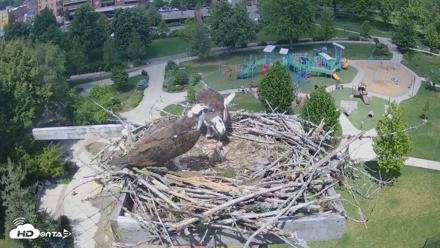Coeur d'Alene Idaho Osprey Nest Live Cam - May 29, 2026, 1:36pm PDT