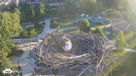 Coeur d'Alene Idaho Osprey Nest Live Cam - Jun 11, 2026, 6:00am PDT
