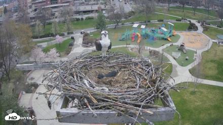 Coeur d'Alene Idaho Osprey Nest Live Cam - Apr 11, 2026, 7:25am PDT