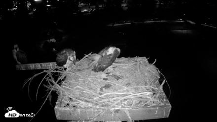 Coeur d'Alene Idaho Osprey Nest Live Cam - Jul 25, 2026, 3:49am PDT