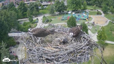 Coeur d'Alene Idaho Osprey Nest Live Cam - Jun 19, 2026, 3:17pm PDT