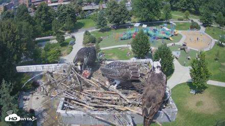 Coeur d'Alene Idaho Osprey Nest Live Cam - Jul 30, 2026, 2:13pm PDT
