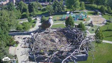 Coeur d'Alene Idaho Osprey Nest Live Cam - Jun 8, 2026, 8:14am PDT