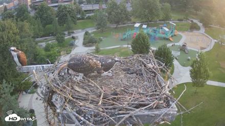 Coeur d'Alene Idaho Osprey Nest Live Cam - Jul 16, 2026, 5:30am PDT