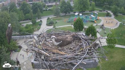 Coeur d'Alene Idaho Osprey Nest Live Cam - May 28, 2026, 5:55pm PDT