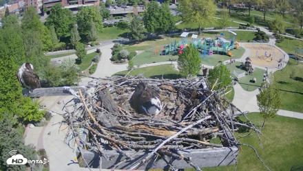 Coeur d'Alene Idaho Osprey Nest Live Cam - May 5, 2026, 10:01am PDT