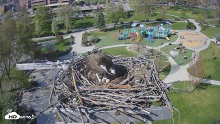 Coeur d'Alene Idaho Osprey Nest Live Cam - Apr 29, 2026, 3:44pm PDT