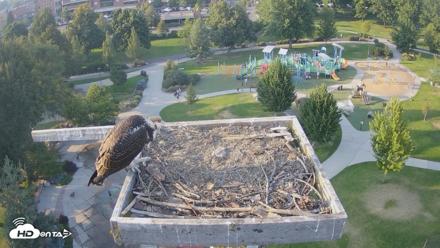Coeur d'Alene Idaho Osprey Nest Live Cam - Aug 20, 2026, 6:21pm PDT
