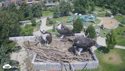 Coeur d'Alene Idaho Osprey Nest Live Cam - Aug 1, 2026, 12:17pm PDT