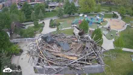 Coeur d'Alene Idaho Osprey Nest Live Cam - May 8, 2026, 1:46pm PDT