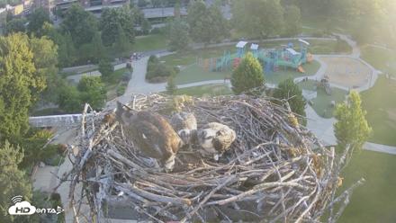 Coeur d'Alene Idaho Osprey Nest Live Cam - Jul 11, 2026, 5:50am PDT