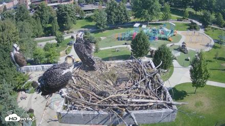 Coeur d'Alene Idaho Osprey Nest Live Cam - Jul 26, 2026, 9:32am PDT
