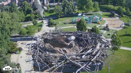 Coeur d'Alene Idaho Osprey Nest Live Cam - Jun 12, 2026, 8:16am PDT