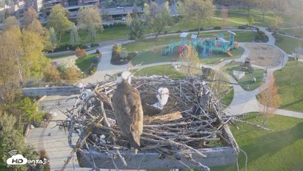 Coeur d'Alene Idaho Osprey Nest Live Cam - Apr 28, 2026, 6:37am PDT