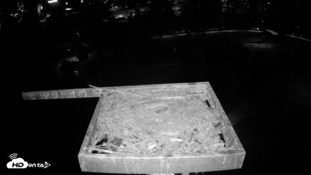 Coeur d'Alene Idaho Osprey Nest Live Cam - Aug 31, 2026, 5:22am PDT