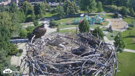 Coeur d'Alene Idaho Osprey Nest Live Cam - Jul 7, 2026, 8:29am PDT