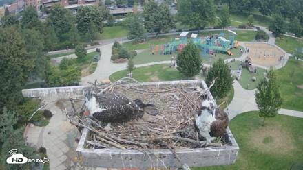 Coeur d'Alene Idaho Osprey Nest Live Cam - Aug 2, 2026, 11:25am PDT