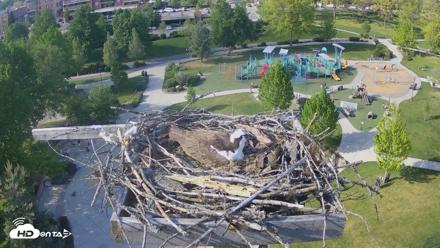 Coeur d'Alene Idaho Osprey Nest Live Cam - May 7, 2026, 4:55pm PDT