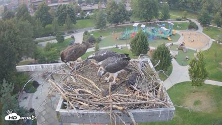 Coeur d'Alene Idaho Osprey Nest Live Cam - Jul 25, 2026, 6:35pm PDT