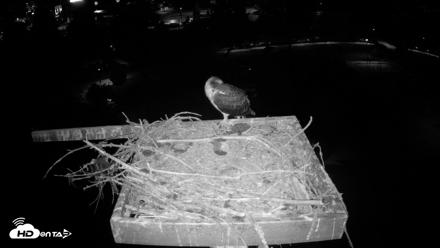 Coeur d'Alene Idaho Osprey Nest Live Cam - Aug 1, 2026, 4:19am PDT