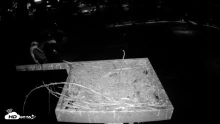 Coeur d'Alene Idaho Osprey Nest Live Cam - Aug 15, 2026, 3:32am PDT