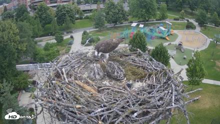 Coeur d'Alene Idaho Osprey Nest Live Cam - Jun 26, 2026, 7:56am PDT