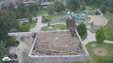 Coeur d'Alene Idaho Osprey Nest Live Cam - Aug 19, 2026, 3:09pm PDT