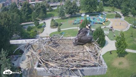 Coeur d'Alene Idaho Osprey Nest Live Cam - Jul 23, 2026, 3:03pm PDT