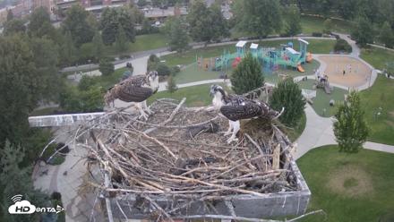Coeur d'Alene Idaho Osprey Nest Live Cam - Jul 22, 2026, 8:34pm PDT