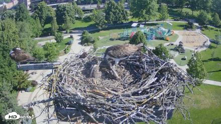 Coeur d'Alene Idaho Osprey Nest Live Cam - Jun 14, 2026, 8:30am PDT