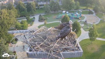 Coeur d'Alene Idaho Osprey Nest Live Cam - Jul 25, 2026, 6:34am PDT
