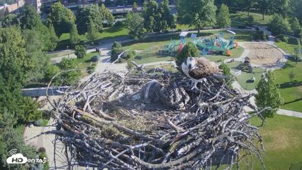 Coeur d'Alene Idaho Osprey Nest Live Cam - Jun 24, 2026, 7:39am PDT