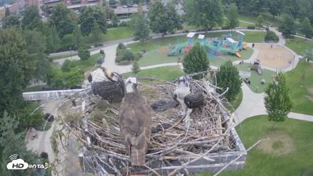 Coeur d'Alene Idaho Osprey Nest Live Cam - Jul 20, 2026, 7:36pm PDT