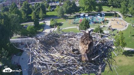 Coeur d'Alene Idaho Osprey Nest Live Cam - Jun 13, 2026, 5:25pm PDT