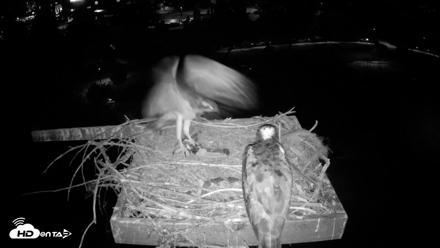 Coeur d'Alene Idaho Osprey Nest Live Cam - Jul 24, 2026, 2:57am PDT