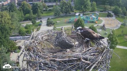 Coeur d'Alene Idaho Osprey Nest Live Cam - Jul 5, 2026, 7:37am PDT