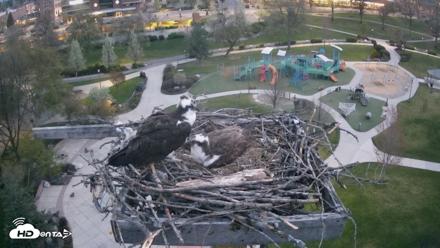 Coeur d'Alene Idaho Osprey Nest Live Cam - Apr 26, 2026, 5:18am PDT
