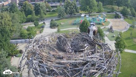 Coeur d'Alene Idaho Osprey Nest Live Cam - Jul 8, 2026, 7:44am PDT